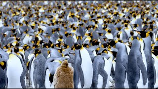 Antarctica South Georgia and Falkland Islands Diving and Landings [upl. by Nerdna849]