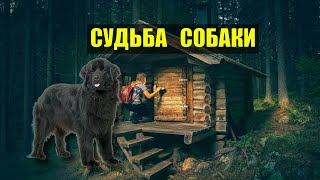 СОБАКА УБИТОГО ЛЕСНИКА ВОЖАК СТАИ СУДЬБА ВОЛК СЛУЧАЙ в ЛЕСУ ИСТОРИИ из ЖИЗНИ ЖИВОТНЫЕ СОБАКИ СЕРИАЛ [upl. by Anadal752]