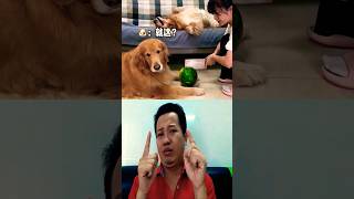 Troll Golden 11 dog funny pets cute trending viralvideo shorts [upl. by Norrat759]