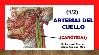 🥇 ARTERIA CARÓTIDA Y SUS RAMAS ¡Fácil y Sencillo [upl. by Rojas]