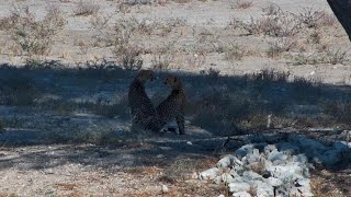 Two Cheetah Visit The Onguma Waterhole [upl. by Willin]