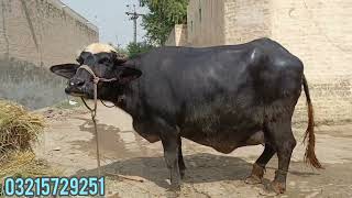 good nili ravi buffalo🐃 for sale in Punjab pakistan on YouTube 8 October 2024 [upl. by Rettig453]