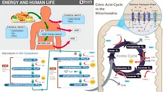 Cellular Respiration Glycolysis Citric Acid Cycle Lactic Acid Fermentation Anaerobic Respiration [upl. by Anotal817]