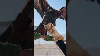 Feeding the eagleeaglefalconhuntinggoldeneagle [upl. by Lebana]