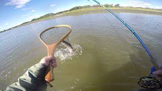 Video 12  2lb 4oz Sea Trout [upl. by Dorrej]