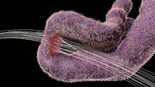 Chromosome and Kinetochore 2014 Drew Berry wehitv [upl. by Vivian]