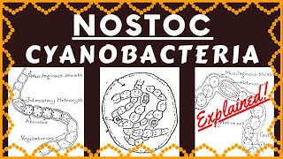 Nostoc Cyanobacteria  Structure Reproduction Habitat and Ecological Importance of Genus Nostoc [upl. by Ahsin]