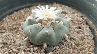 LOPHOPHORA WILLIAMSII EN FLORACIÓN  PEYOTE  HIKURI [upl. by Ahsinwad]