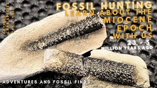 Finding RARE and EXTINCT Miocene aged fossils in NZ [upl. by Wilfreda]