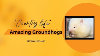 Country Life  Amazing GroundhogsFarmLifeu4c [upl. by Brockie]