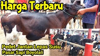 Harga Terbaru Pedetan Jantan FH Lepas Susu Pasar Sapi Boyolali [upl. by Tuppeny565]