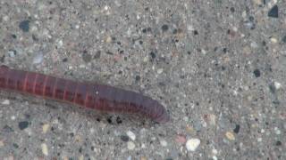 Earthworm Lumbricus Locomotion [upl. by Yaron]