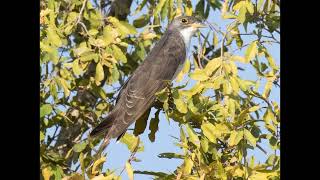 Pachycoccyx audeberti Thick billed Cuckoo [upl. by Nanni951]