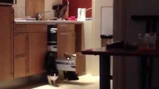 Smartest Cat in the World [upl. by Donahoe]