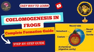 Coelomogenesis in Frogs Complete Guide to Coelom Formation Explained🌬️ BioScience Guide📚 [upl. by Phila]