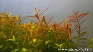 Time Lapse  Rotala Colorata growing ELOS elite [upl. by Garceau]