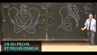 Anatomie des os du pelvis et pelvis osseux Pelvis 1 [upl. by Budding]