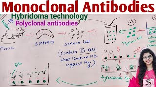 Monoclonal Antibodies  Hybridoma Technology Production of Monoclonal Antibodies [upl. by Hsihsa]