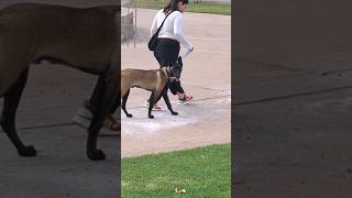 Belgian Malinois puppy loose leash walking [upl. by Nissie]