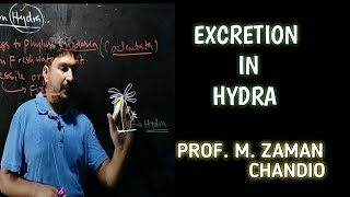 Hydra  Excretion in hydra [upl. by Yraunaj687]