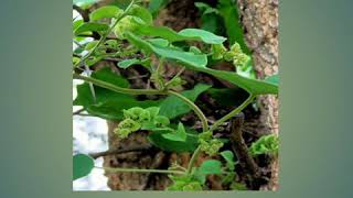 Patha Laghu Patha Cissampelos pareira Medicinal Plantidentification [upl. by Arehahs]