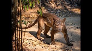 Fossa Facts  The Unique Predator of Madagascar [upl. by Ahseiyk]