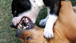 Peleas de perros American bully vs Pitbull AGRESIVIDAD VIOLENCIA [upl. by Jamin]