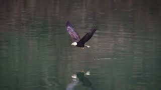 Lewis River Bald Eagle [upl. by Tamarah]