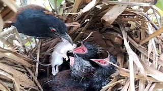 EP25coucal bird The mother bird brought mouse food for her young to eat   Review Bird Nest [upl. by Stutzman]