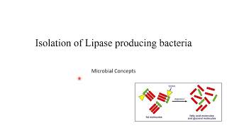 Isolation of lipase enzyme producing microbes with viva question MSc Microbiology practical series [upl. by Libre781]