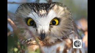 Northern Sawwhet Owl [upl. by Habeh]