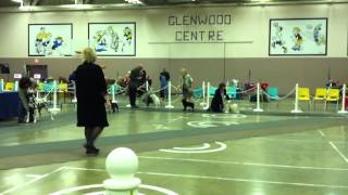 Emma Schipperke conformation show port alberni 2011 096MOV [upl. by Miun989]