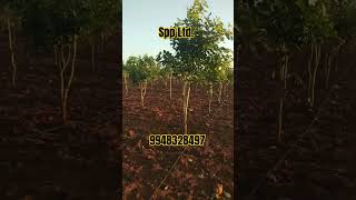 Redsandal plantation Spp Ltd [upl. by Anirrok]