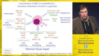 Mechanisms of bone marrow fibrosis in Myelofibrosis [upl. by Asuncion]