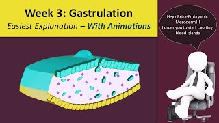 Gastrulation  Human Embryology  3rd Week Animated  MedicoVisual [upl. by Colb]