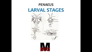 LARVAL STAGES OF PENAEUS [upl. by Revlys]