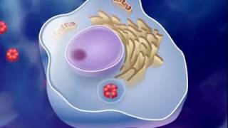 antigen antibody reaction [upl. by Nacim274]