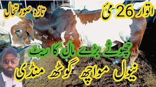 Naval Cow Mandi Chote Bary Mal ka Rate Update Sunday 26 MayMandiBakraeid2024 [upl. by Kimberlyn687]