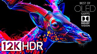 Best of Dolby Vision 12K HDR 120fps  Most Powerful Epic OLED [upl. by Keely22]