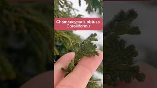 Chamaecyparis obtusa Coralliformis 🌲 в зимнем САДУ conifers хвойныйсад [upl. by Rammus867]