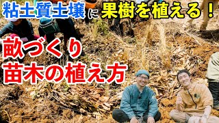 水捌け最悪の粘土質土壌での畝立て、果樹苗の植え方。耕作放棄地を果樹の森に！後編【大地の再生】 [upl. by Trinette]