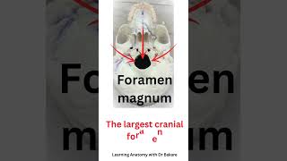 Foramen magnum anatomyexplained anatomysimplified anatomy sciencefacts sciencefictionshortstory [upl. by Ayela]