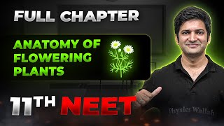 Anatomy of Flowering Plants FULL CHAPTER  Class 11th Botany  Arjuna NEET [upl. by Nac]