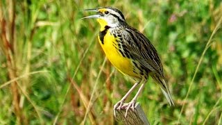 Meadowlark Singing And Calling  11 Minutes [upl. by Ellened]