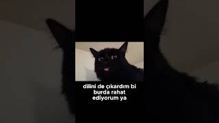 Rahat Bir Köşe buldum sonunda ya En Eğlenceli Konuşan hayvanlar shorts memes animals comedy [upl. by Gniliem445]