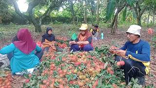 Harga Buah Rambutan Turun Drastis Petani Meringis [upl. by Florina]