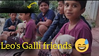 Started socialising  Having fun with Galli friends funny dog pets petsvlog [upl. by Areval539]