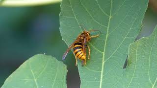 Parasitized Yellow Hornet Grooming Himself ネジレバネに寄生されたキイロスズメバチ♂の身繕い [upl. by Vanthe]