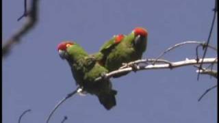 Thickbilled Parrots in Chihuahua Mexico [upl. by Yht]