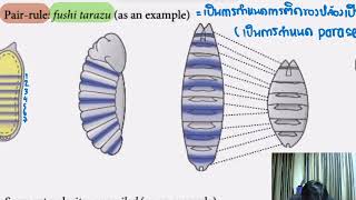 Drosophila development ep2 [upl. by Greenwell481]